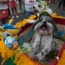 Rio_Dogs_2