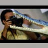 Sea_Crocodile