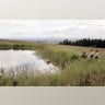 Searching_the_Pond