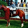 Secretariat_1973