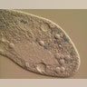 Paramecium