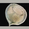 Tiny Protozoa