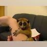 Slow Loris