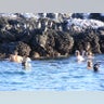 Snorkeling_with_Penguins_