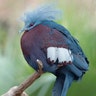 Southern_Crowned_Pigeon