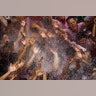Spain_San_Fermin_10