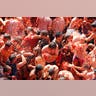 Spain_Tomatina_Fiesta_Vros__4_