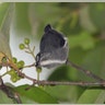 High-Flying Feeder