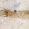 Spider Fossils, Up Close