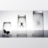 SpiderButterfly