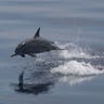Spinner dolphins aid addictive behaviors