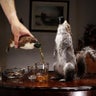 Squirrel_Beer