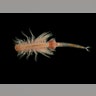 Brine Shrimp
