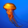 The_Jellyfish