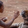 Food for a Tiger