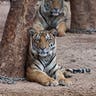 Lounging Tigers