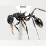 Tree-Dwelling Ants?