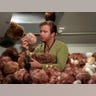 Tribbles