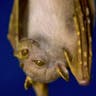 Tube_Nosed_Fruit_Bat_2