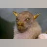 Tube_Nosed_Fruit_Bat