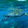 Turtle_Swims_Underwater