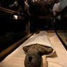Tut's Mommy's Mummy