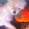 Ugly_Dog_2013___Eleanor