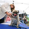 Ugly_Dog_2013___Grovie2