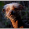 Ugly_Dog_2013___Icky