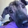 Ugly_Dog_2013___Poloka