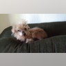 Ugly_Dog_2013___Samson