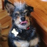 Ugly_Dog_2013___Scamp
