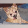 Ugly_Dog_2013___Sophia