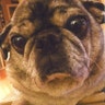 Ugly_Dog_2013___Trixie