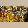 VA_tree_climb
