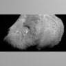 Valentine_Comet