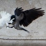 Vatican_Peace_Doves__erika_garcia_foxnewslatino_com_1