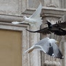 Vatican_Peace_Doves__erika_garcia_foxnewslatino_com_22