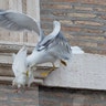 Vatican_Pope_Doves__erika_garcia_foxnewslatino_com_7