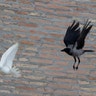 Vatican_Pope_Doves__erika_garcia_foxnewslatino_com_8