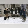 Walking_Panda_Bear