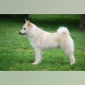 New Breeds: Norwegian Buhund