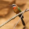 White_fronted_Bee_eater