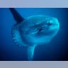 Largest Bony Fish
