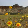 Wildflowers