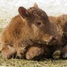 Day Old Calf 