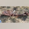 Calf Skeleton 
