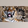 a_Siberian_Tiger_rests_2