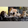 a_pride_of_lions_seen_in_the_zoological_garden_in_Kiev