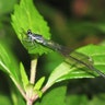 Smoky Winged Threadtail 